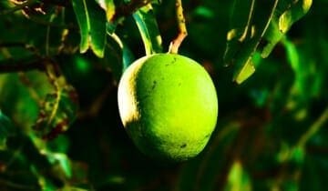 Green Tea & Mango