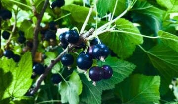 Cassis & Geranium