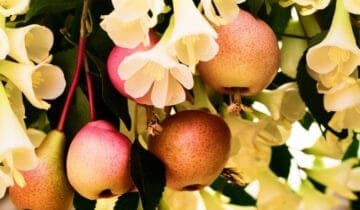 Honeysuckle & Pear
