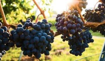 Vineyard